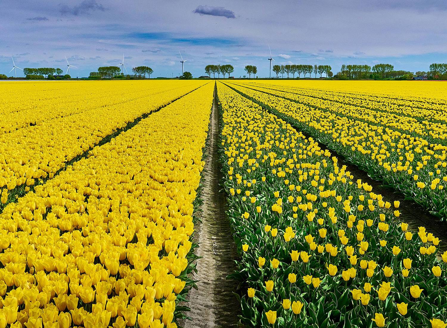 Bloominess innovatieve bloemconcepten
