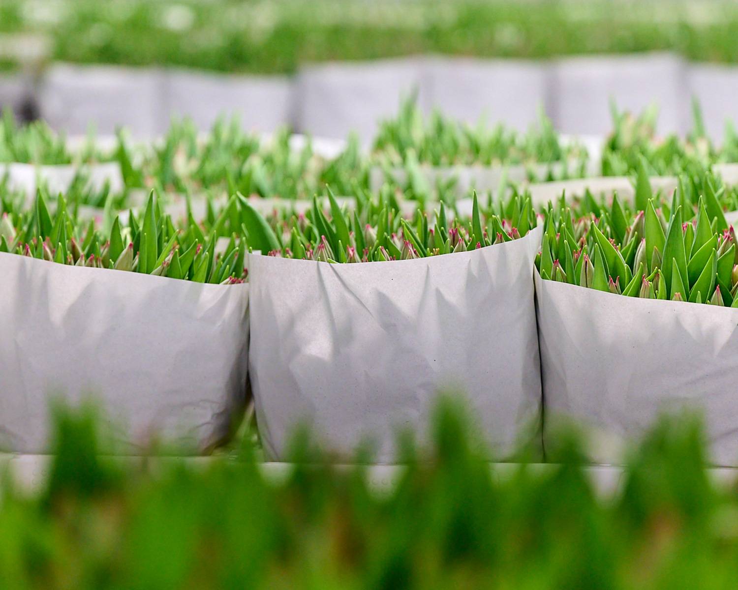 Bloominess duurzaamheid en certificering