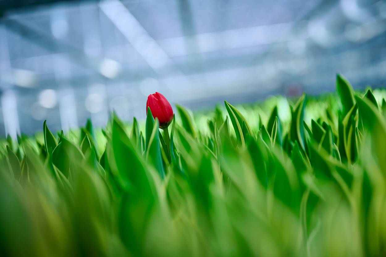 Bloominess steeds duurzamer telen