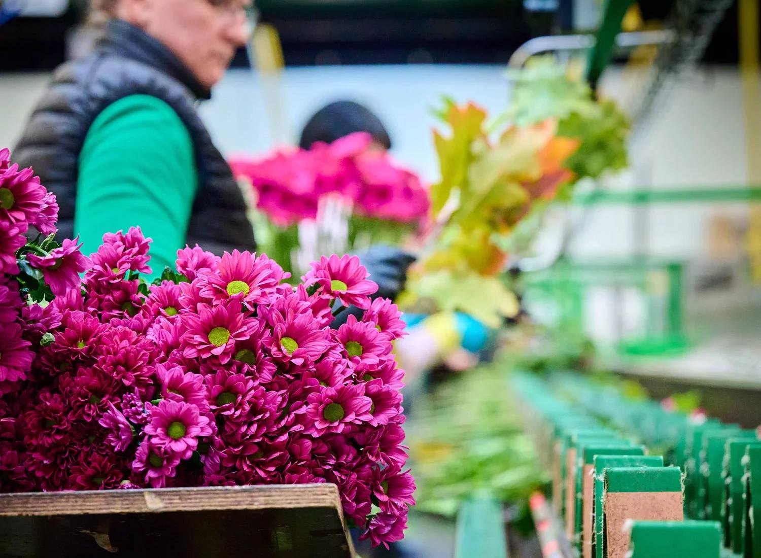 Bloominess gegarandeerde kwaliteit
